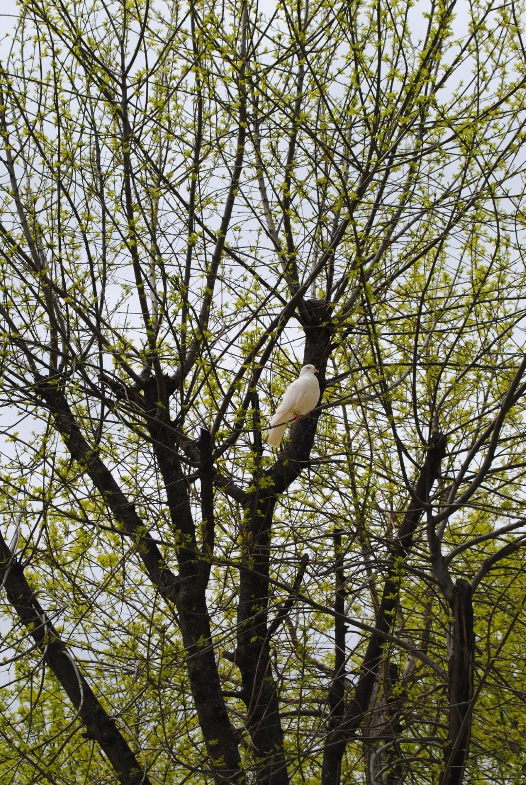 DSC_0371-Large