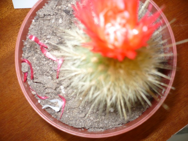 P1110081 (Small)
