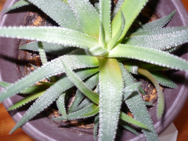 P1110082 (Small)