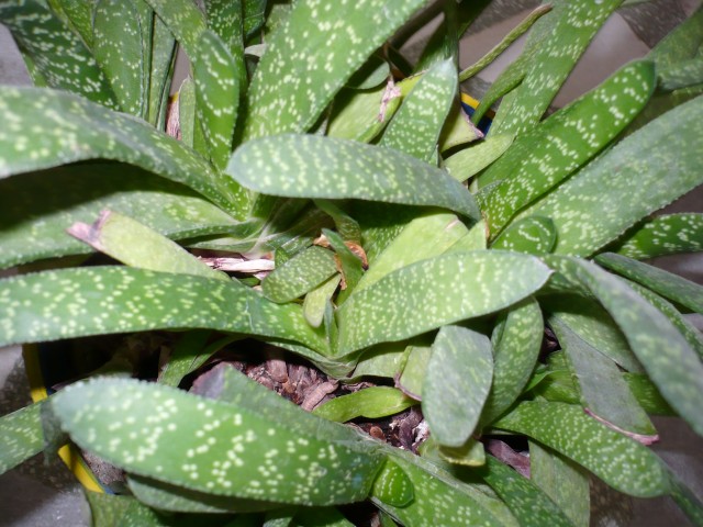 P1110084 (Small)