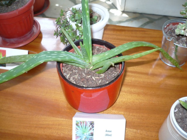 P1110086 (Small)