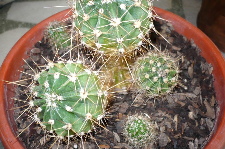 P1110094 (Small)